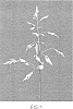 Poa%20arachnifera%20Torr.%20x%20Poa%20pratensis%20L.%20%27HB%20128%27