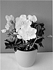 Helleborus%20niger%20%27COSEH210%27