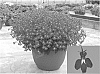Lobelia%20erinus%20%27Tech%20Hepdab%27