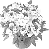 Nemesia%20hybrida%20%27Kirine-44%27