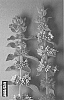 Mentha%20canadensis%20%27Metolius%27