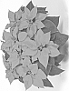 Euphorbia%20pulcherrima%20%27Fismars%20339%27