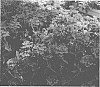 Verbena%20hybrida%20%27KLEVP08383%27