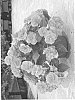 Impatiens%20walleriana%20%27Silt%20Salm09%27
