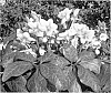 Helleborus%20niger%20x%20Helleborus%20sternii%20%27HGP01%27