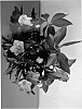 Helleborus%20niger%20x%20Helleborus%20lividus%20%27COSEH%20710%27