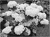 Hydrangea%20macrophylla%20%27White%20King%27