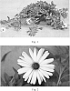 Osteospermum%20hybrida%20%27SAKOST3442%27