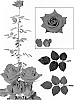 Rosa%20hybrida%20%27Esm%20Guinda%27
