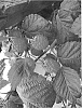 Rubus%20idaeus%20L.%20%27Pacific%20Deluxe%27