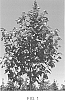 Acer%20rubrum%20%27Katie%20Cole%27