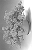 Verbena%20x%20hybrida%20%27SCY%27
