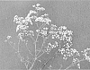 Gypsophila%20hybrida%20%27Fiorello%27