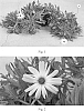 Osteospermum%20hybrida%20%27SAKOST3441%27