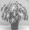 Caladium%20x%20hortulanum%20%2775-14%27