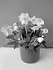 Helleborus%20niger%20%27COSEH%20220%27