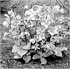 Helleborus%20L.%20hybrid%20%27BLT02%27