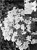 Nemesia%20fruticosa%20%27Cnem%20Pinka%27