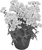 Nemesia%20hybrida%20%27Innsuncara%27