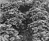 Ipomoea%20batatas%20%27Kyuikukan%205%27