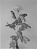 Chrysanthemum%20x%20morifolium%20%27Anastasia%20Dark%20Green%27