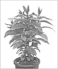 Phlox%20paniculata%20%27Ditomsur%27