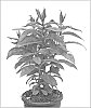 Phlox%20paniculata%20%27Ditomsur%27
