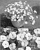 Phlox%20drummondii%20%27Sunphlosupapi%27