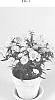 Aster%20novi-belgi%20%27DASDEM%27