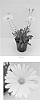 Osteospermum%20ecklonis%20%27Balvoyelo%27