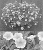 Calibrachoa%20sp.%20%27Suncalkuki%27