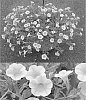 Calibrachoa%20sp.%20%27Suncalkuki%27