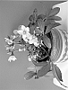 Helleborus%20x%20nigercors%20%27EMMA%27