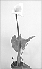 Zantedeschia%20aethiopica%20%27Flamingo%27