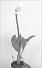 Zantedeschia%20aethiopica%20%27Flamingo%27