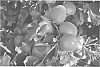 Prunus%20armeniaca%20%27ASFCOT0409%27