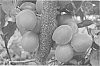 Prunus%20armeniaca%20%27ASFCOT0406%27