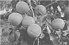 Prunus%20armeniaca%20%27ASFCOT0405%27