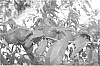 Prunus%20persica%20var.%20nucipersica%20%27Nectavista%27