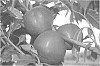 Prunus%20perscia%20var.%20nucipersica%20%27Nectabelle%27