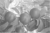 Prunus%20persica%20var.%20nucipersica%20%27Nectatop%27