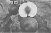 Prunus%20persica%20var.%20nucipersica%20%27Nectafine%27