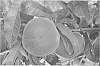 Prunus%20persica%20%27Sweetlove%27