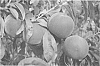 Prunus%20persica%20%27Sweetstar%27