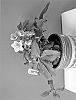 Helleborus%20x%20nigercors%20%27Alexia%27