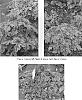 %20x%20Heucherella%20%27Tapestry%27