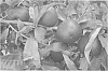 Prunus%20persica%20var.%20nucipersica%20%27Nectapi%27