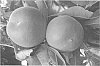 Prunus%20persica%20%27Sweetprim%27