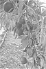 Prunus%20persica%20%27Sweetmoon%27