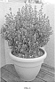 Buxus%20microphylla%20%27Gregem%27